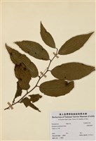 藏品(臺灣胡頹子)的圖片